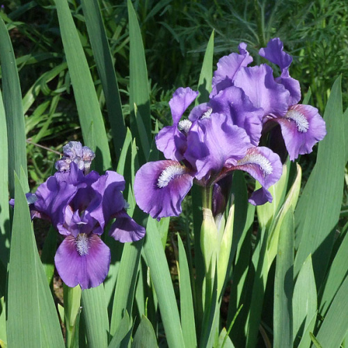 ирис банберри