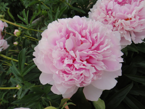 Пион Paeonia Lactiflora (D) Sarah Bernhardt