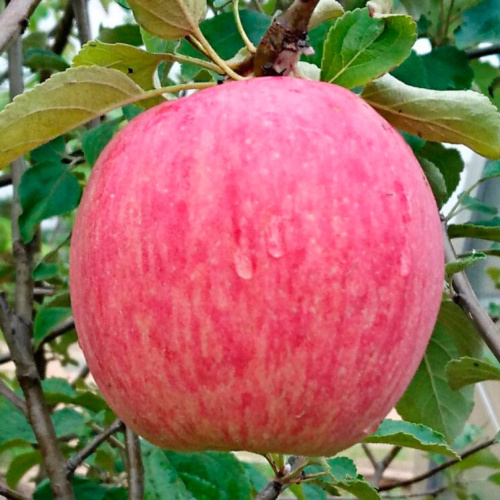 Летнее_полосатое