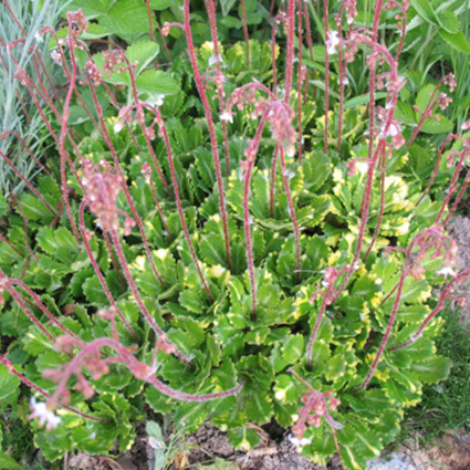 kamnelomka_tenevaya-425x425