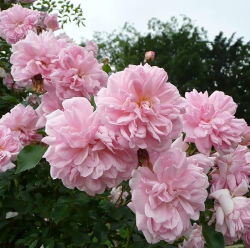 photo_5364189251496515148_x