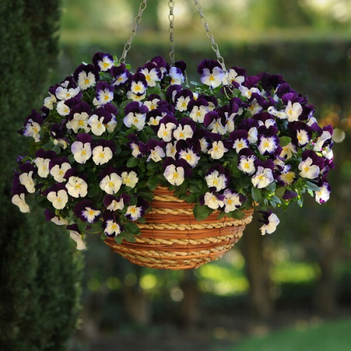 виола ампельная кул виолет винг