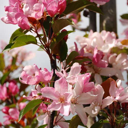 44af486e2da9c85aa2a5f7ce06167946