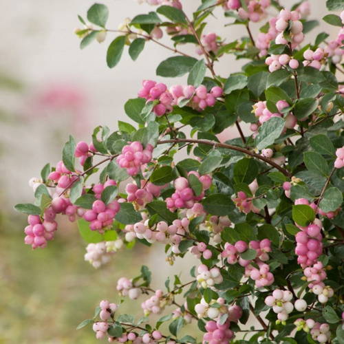 symphoricarpos-doorenbosii-02