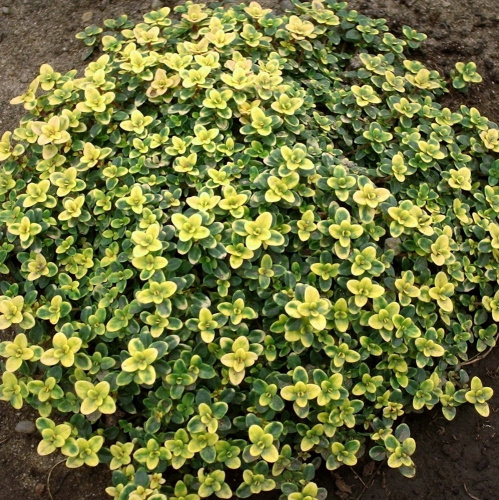 timjan-limonnopahnuschii-donne-valei-doone-valley