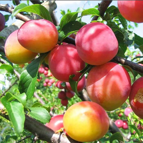 слива алыча скороплодная