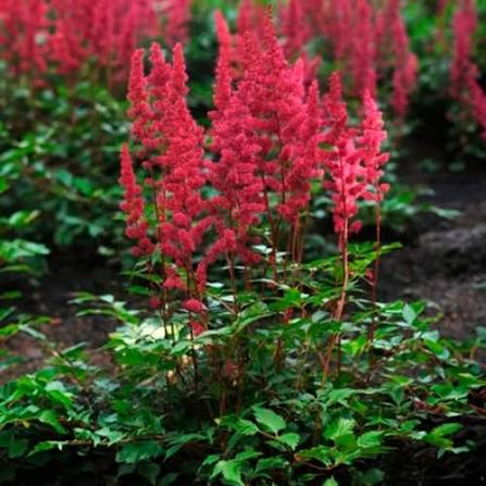 Астильба китайская Astilbe chinensis "Red Skyscraper" : C2/3