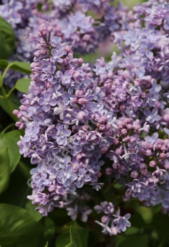 Сирень обыкновенная Syringa vulgaris "Professor Hoser" (Ком+сетка), h=150-180