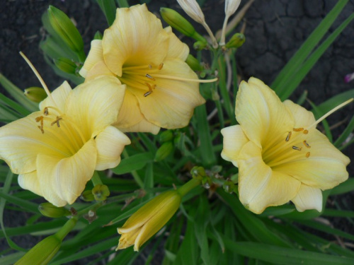 лонгфолз. перл