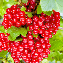 15494-krasnaya-smorodina-avgustus-dvuhletnij-oks-0.244x244