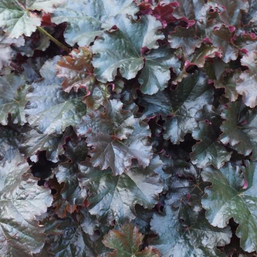 heuchera-world-caffe-expresso-laforet70