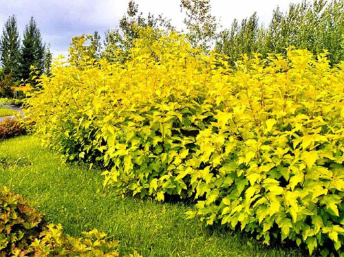 Physocarpus-opulifolius-Luteus
