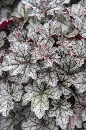 heuchera-world-caff-corretto_2