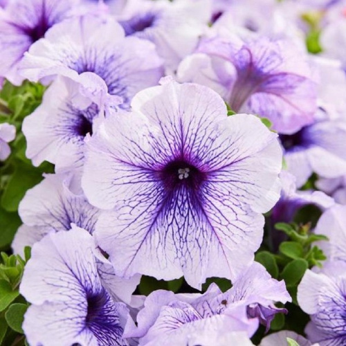 silver blue limbo gp