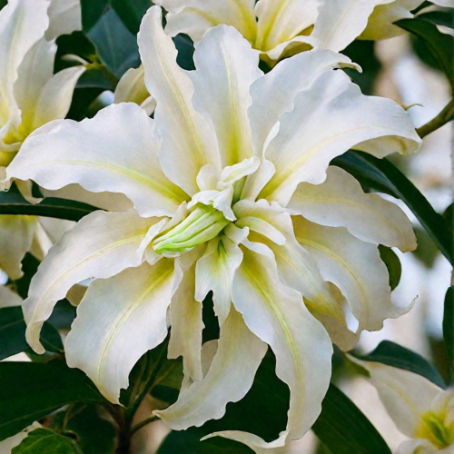 Лилия восточная Lilium Oriental "Polar Star" : С2/3