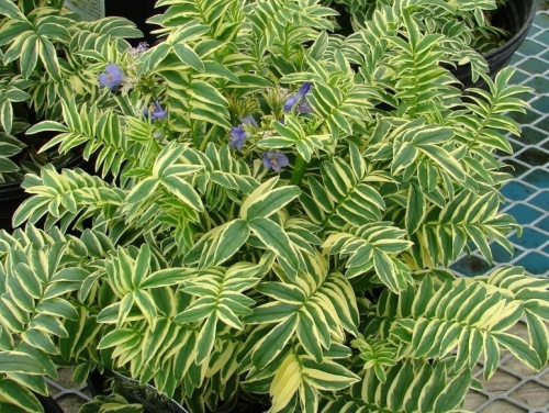 синюха бриз