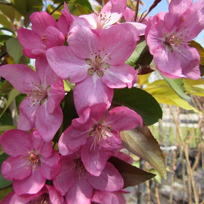 jablonja-dekorativnaja-ola-ola