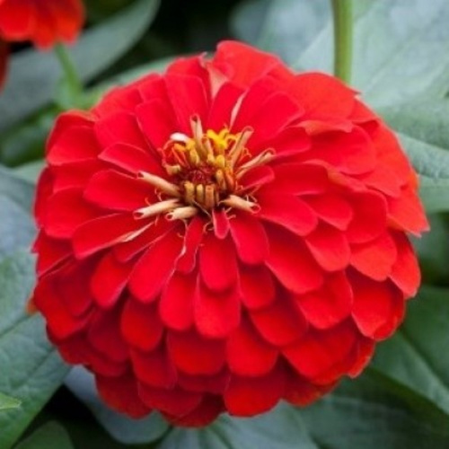 цинния джульет скарлет шейдс