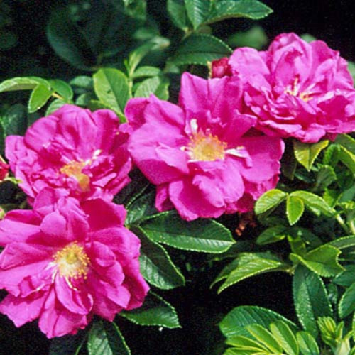 роза ругоза