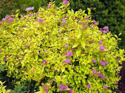 Спирея японская Spiraea japonica "Golden Princes" : C2/3