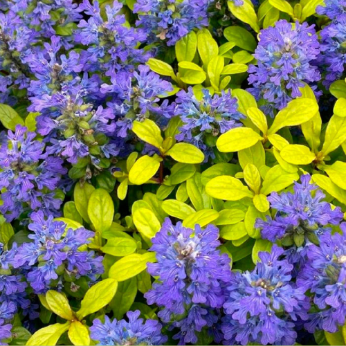 ajuga reptans feathered friends cordial canary