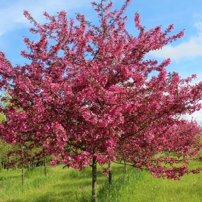 яблоня Недзвецкого