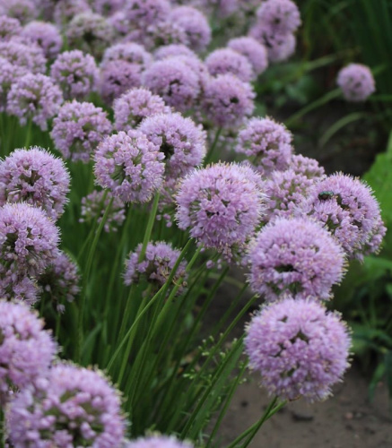 Лук декоративный Allium "In Orbit" : С2/3