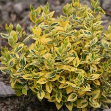 bereskled-forchuna-emerald-gold