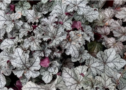 heuchera-rex-silver