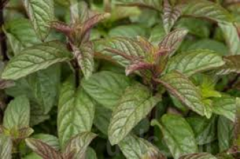 30099ad965cd01e358d7e32bc349f8df