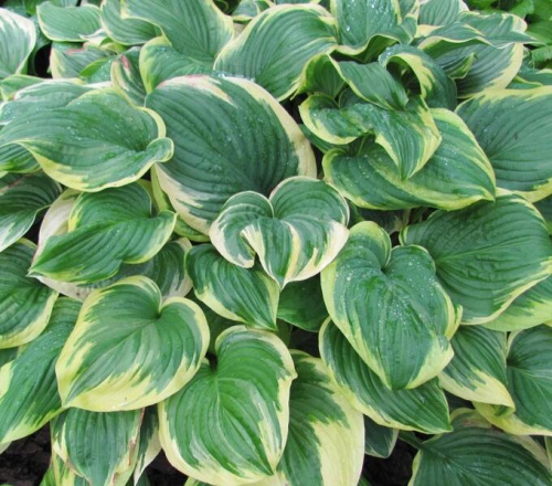 фрагрант дрим