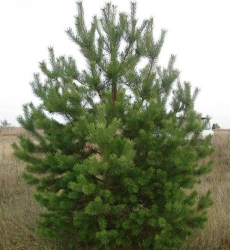 pinus-sylvestris4