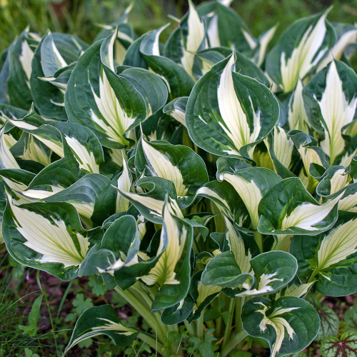 Хоста Hosta Risky Business