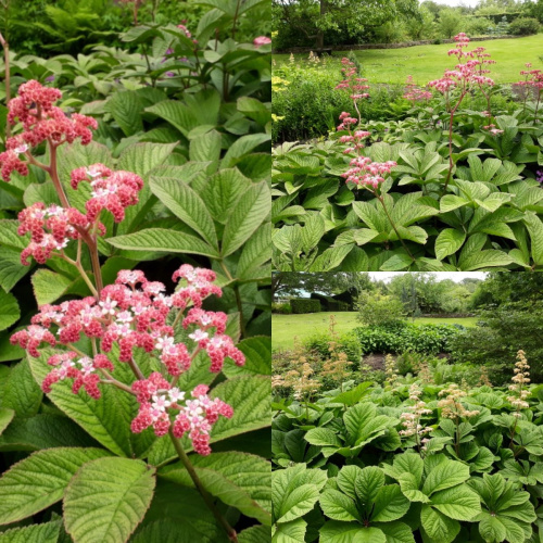 rodzhersiya-kashtanovidnaya-foto-35