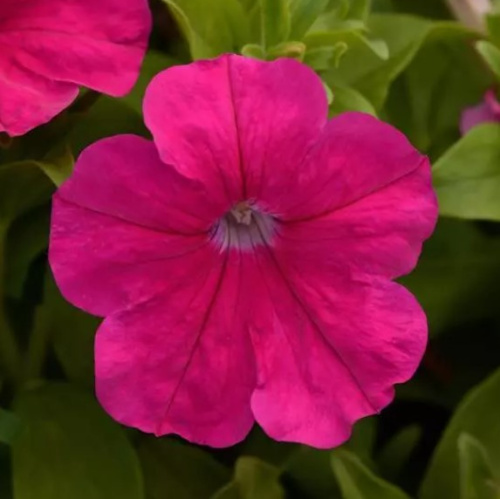 путерия ло райдер роуз