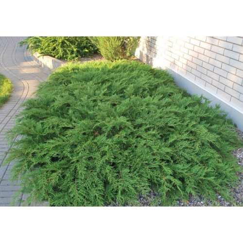 микробиота_перекрестнопарная