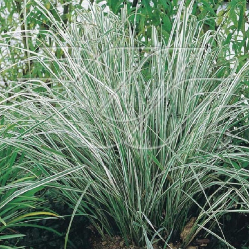 calamagrostis-x-acutiflora-avalanche-calamagrostide-avalanche
