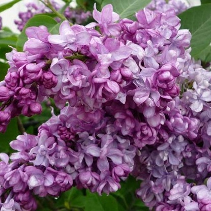 сирень генерал першинг