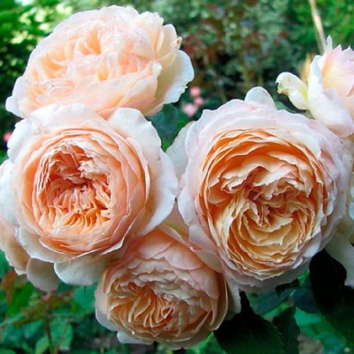 шарль де нерво