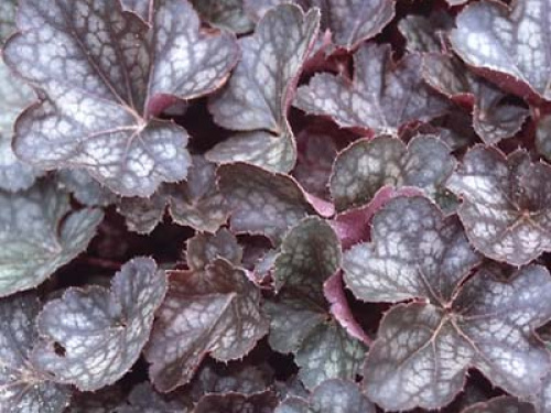 resize-800-600-UT-00006820