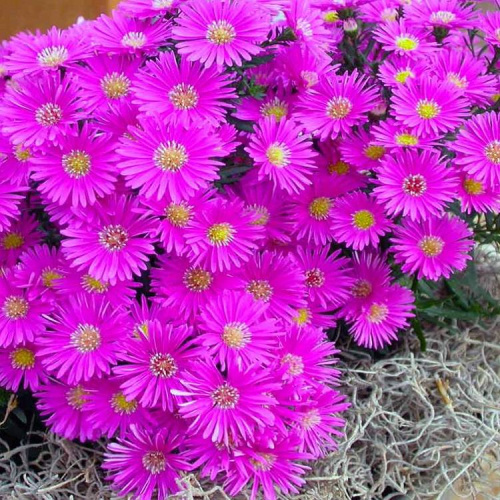 астра пинк букет