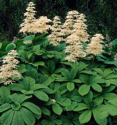 роджерсия Елеганс