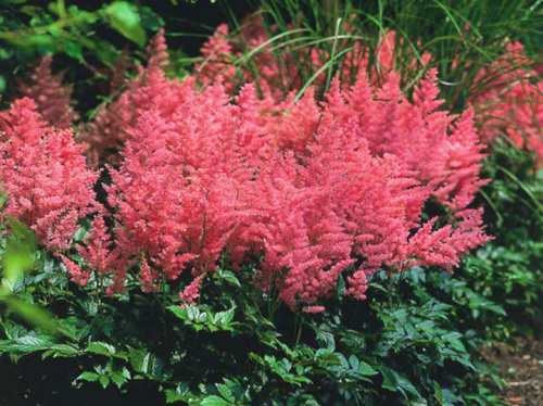 full_anita_pfeifer_full