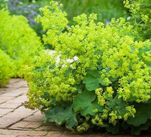 манжетка робустика