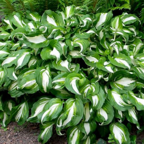 Хоста univitata