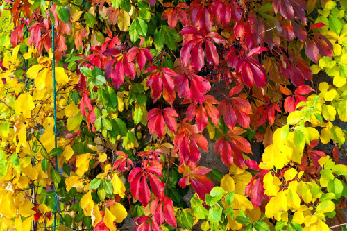 devichiy-vinograd-10