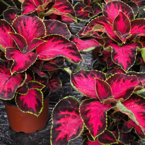 колеус шоколад черри
