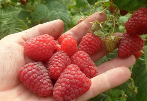 malina-sort-zyugana_6153faba667cd