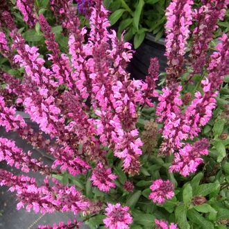 948qzixdqeck8c8cwwwg4gcs0gkwco