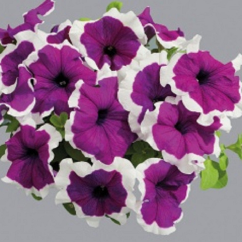 лимбо виолет пикоти